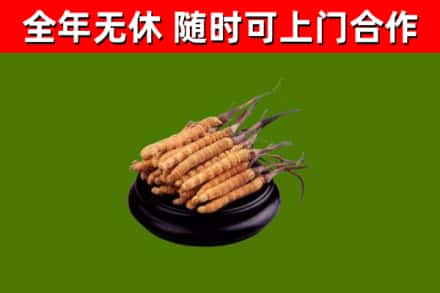 福田回收散虫草