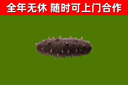 福田回收海参干